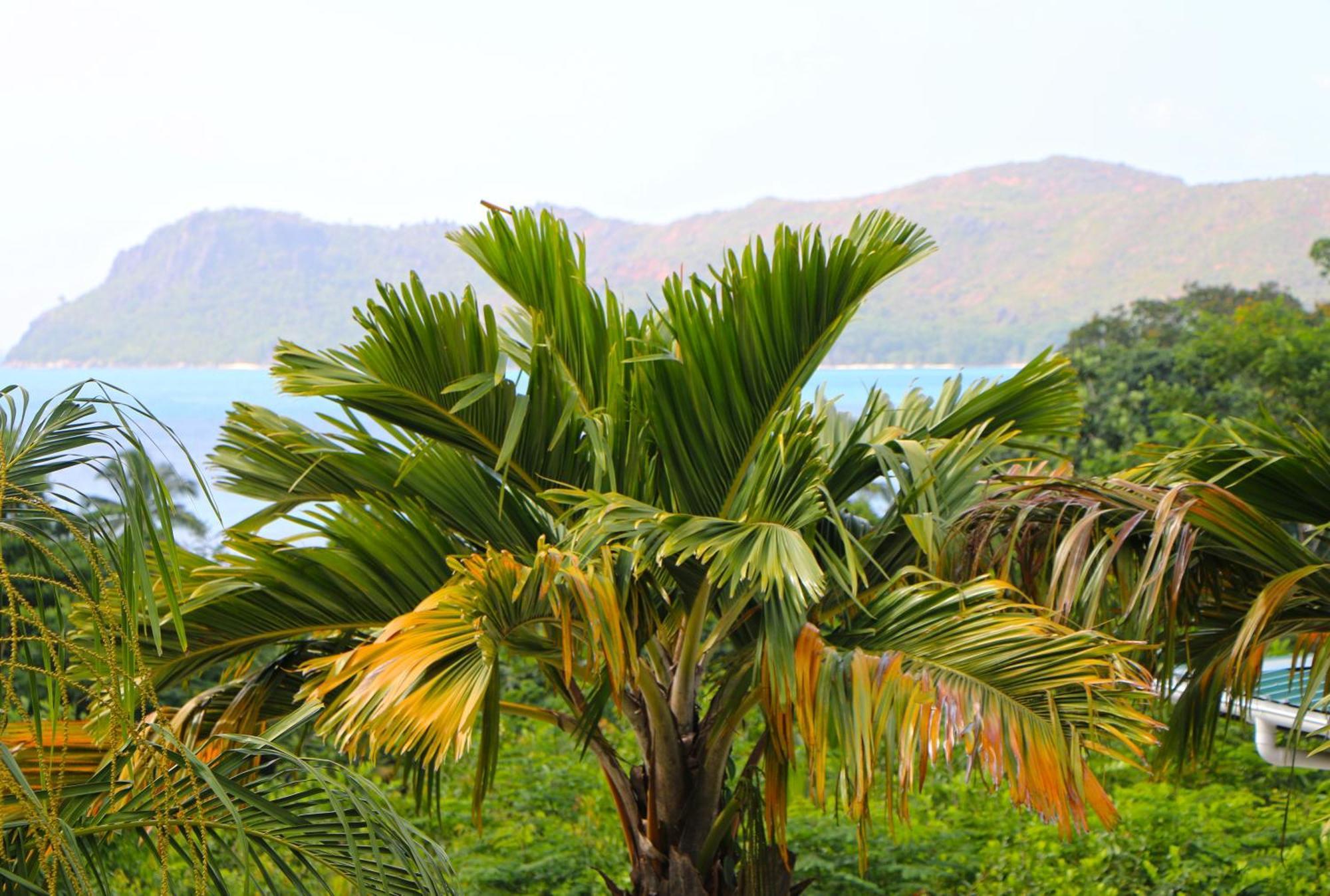 Ocean Blue Bay Apartment Anse Volbert Village Exterior foto