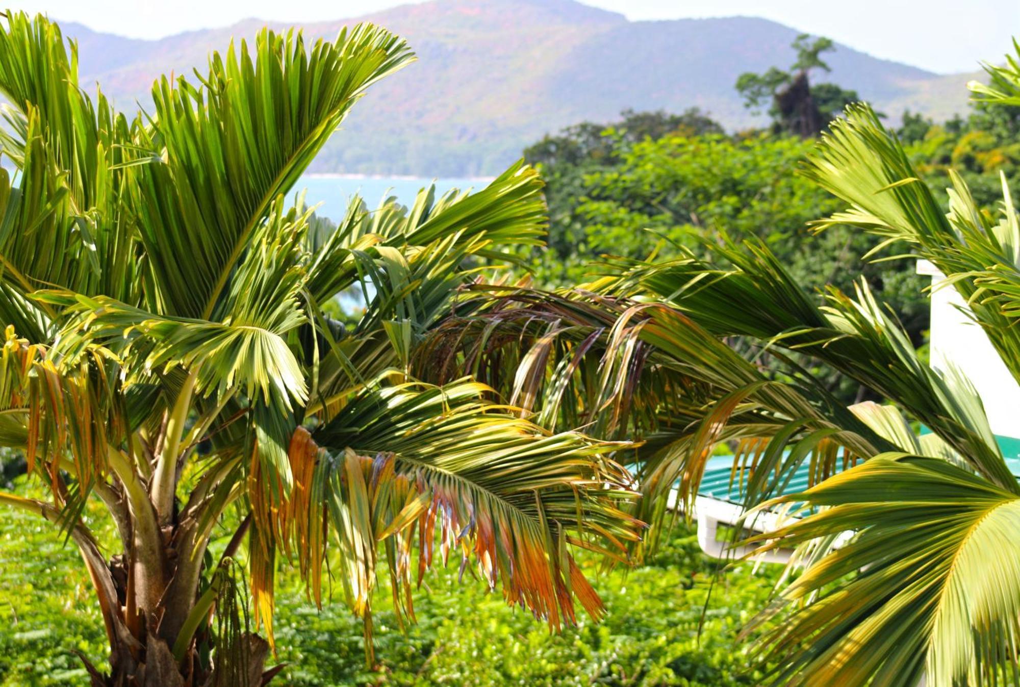 Ocean Blue Bay Apartment Anse Volbert Village Exterior foto